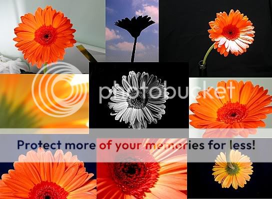And I think the Gerbera's gonna become my favourite flower... :)